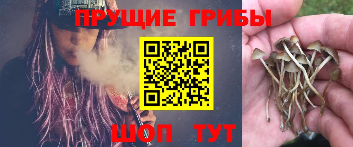 Галлюциногенные грибы Cubensis Нальчик